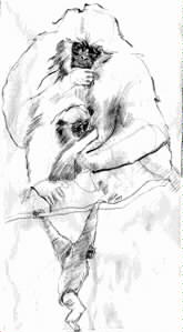 Gibbon Drawing